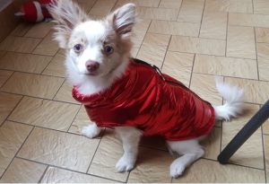 Adorable loulou portant sa doudoune légère pour chien rouge - Taille L 